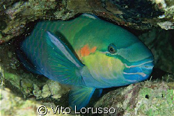 Fishs - Scarus ferrugineus by Vito Lorusso 